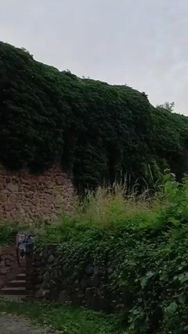This media file captures a slow pan across an old stone wall covered in lush green ivy. In the foreground, a paved path runs alongside the wall, with patches of grass and small bushes. A set of stone steps, partially overgrown, leads up to a brick structure, possibly part of the wall or an adjacent building, with some graffiti visible.

Further along the wall, an arched opening suggests a passage or entrance, hinting at a historical structure like a fortification or an old building. A small white and red striped pole stands near the archway. The stone wall itself is constructed from irregular, rounded stones, giving it a rustic and ancient appearance.

Trees with dense green foliage are visible, both growing along the top of the wall and in front of it, adding to the natural, somewhat wild ambiance. The overall impression is one of a historical site reclaimed by nature, likely an outdoor location on a cloudy day, given the diffused light. The scene evokes a sense of history and the quiet beauty of nature's encroachment on man-made structures. No people are visible in the media. There is graffiti on the steps, but it is too indistinct to read any text.