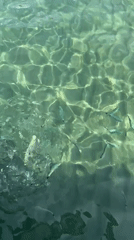 Silvery fish schooling in sunlit shallow water off Águilas