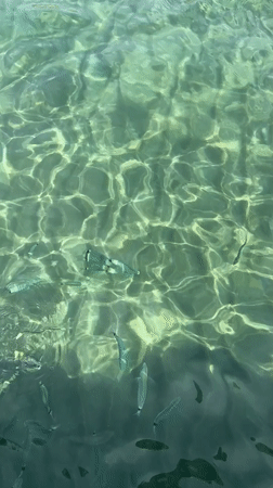 Silvery fish schooling in sunlit shallow water off Águilas