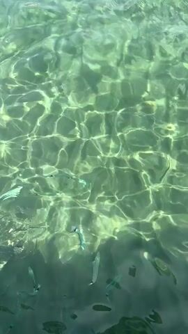 The video shows a school of small fish swimming in clear, shallow, green water. The sunlight refracts on the water's surface, creating dappled patterns. In the second frame, something enters the water, causing a splash and a disturbance, and many of the fish quickly scatter. In the subsequent frames, the fish begin to regroup and swim away from the disturbance.