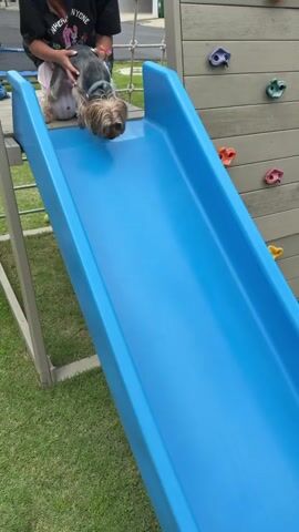 A small dog is being held at the top of a blue slide by an unseen person. The dog then slides down the slide. After reaching the bottom, the dog walks away from the slide onto a grassy area. The environment appears to be a backyard with a playground structure and green grass.