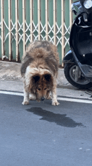 Shaggy dog spotted near parked scooter in Đà Lạt