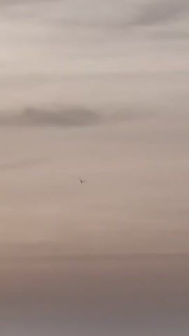 A bird is seen soaring through a hazy sky. The bird is small and dark, with its wings spread wide. The sky is a muted gray, with some darker clouds visible in the distance. The overall impression is one of solitude and freedom.