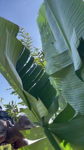 The video shows a low-angle view of two large, reptilian figures resembling giant tortoises, possibly animatronic figures, positioned on a grassy knoll. Large green leaves of a tropical plant are prominently featured in the foreground, partially obscuring the view of the figures. Behind the figures, a rocky, dark structure rises, resembling a small mountain or a cluster of rocks. The sky above is blue with scattered white clouds, and sunlight is visible, casting shadows. The overall environment suggests an outdoor setting, possibly a park or a themed attraction, with lush vegetation and a bright, clear day. There are no visible humans or animals other than the tortoise figures.
