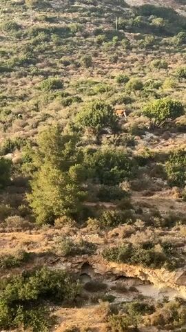 The video shows a wooded hillside with a cow grazing in the distance. The cow is brown and white and is standing near some trees. The hillside is covered in bushes and trees, and the ground is rocky. The sun is shining, and the sky is blue.