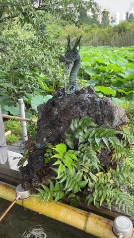 A close-up shot captures a small, dark, rough-textured rock formation topped with a bronze dragon statue. Water streams from the dragon's mouth, cascading down the rock. Lush green ferns and other foliage surround the base of the rock. In the foreground, a bamboo structure with metal ladles is partially visible, suggesting it is part of a water purification or cleansing station. The background features more dense greenery and a body of water covered with large, round lily pads. The overall scene is outdoors and appears to be in a tranquil, natural setting, possibly a temple or garden.