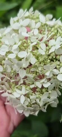 A close-up shot of a person's hand gently holding a cluster of white flowers. The flowers are small and delicate, with some buds interspersed among the blooms. The background is a blur of green foliage, suggesting an outdoor garden setting. The camera then pulls back to reveal a wider view of the garden, showing more of the white flowers and other plants. The overall impression is one of natural beauty and tranquility.
