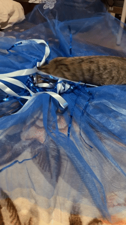 Tabby kitten vs. blue tulle, with a ramen cameo