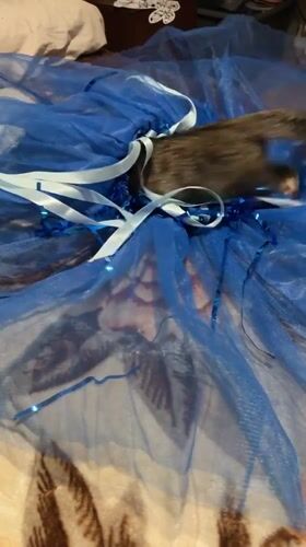 Tabby kitten vs. blue tulle, with a ramen cameo