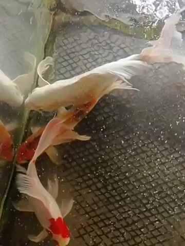 A video shows several koi fish swimming in a tank. The fish are of various colors, including white, orange, and red. Some of the fish are partially obscured by water bubbles and the reflection on the surface of the water. A black mesh net is visible at the bottom of the tank.