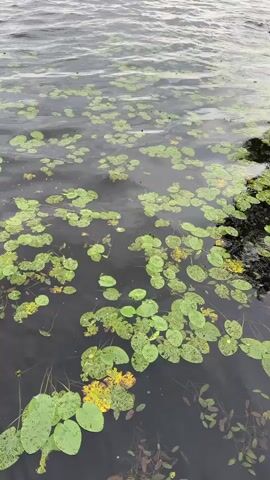 The video shows a body of water with lily pads floating on the surface. The water is calm with gentle ripples. In the distance, the shoreline is visible with trees and a cloudy sky overhead. The camera is positioned low, close to the water, and pans slightly to the right, revealing more of the lake and the shoreline. The lighting suggests it is either early morning or late evening. No people are visible in the video.
