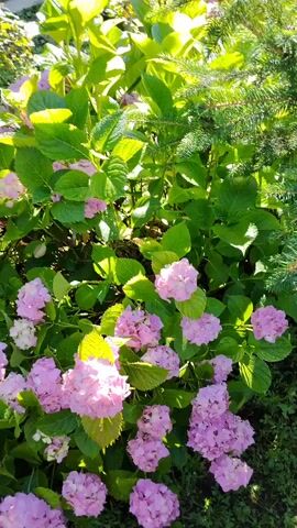 This media file showcases a close-up view of a garden filled with blooming pink hydrangeas and lush green foliage. The scene is bathed in bright sunlight, suggesting a clear day, likely in the morning or afternoon given the quality of light. The hydrangeas are the prominent subject, with their delicate pink clusters arranged in dense, rounded heads. Interspersed among the flowers are large, serrated green leaves, characteristic of hydrangea plants.

To the right of the frame, a conifer tree with deep green needles provides a textural contrast to the softer forms of the hydrangeas. The background is a bit blurred, but it appears to be a natural outdoor setting with hints of other plants and ground cover. In the upper portion of the frame, the sunlight filters through the leaves, creating bright highlights and casting dappled shadows, adding depth and a sense of warmth to the image.

The overall impression is one of natural beauty and tranquility. The vibrant colors and the soft focus on the background create a serene and picturesque garden scene. No people or specific objects are distinctly visible beyond the plants themselves. There is no visible text in the media file. The location context provided is Oghuz, Azerbaijan, which helps to place this beautiful garden within a specific geographical setting.