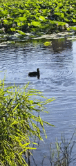 Lotus pond and ducks in a Ussurijsk neighborhood