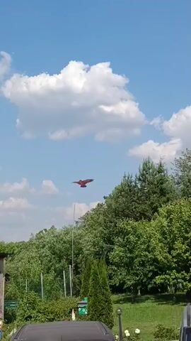 A bright red kite shaped like a bird is flying in a blue sky with white clouds. The kite is in the center of the frame and is moving from left to right. Below the kite is a line of green trees and bushes. In the foreground, part of a dark-colored car is visible. The scene appears to be outdoors on a sunny day.