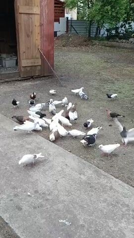 A flock of pigeons is gathered on the ground in front of a wooden building. Some pigeons are eating, while others are preening or standing around. One pigeon is in mid-flight, soaring above the others. The ground is a mixture of dirt and concrete. In the background, there is a fence and some trees. The building appears to be a shed or barn.
