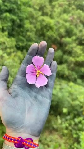 The video shows a hand holding a pink flower with a yellow center against a green, out-of-focus background. The hand is covered in what appears to be dark blue or gray dye. The wrist has a brightly colored woven bracelet. The scene then transitions to a wide shot of a lush, green hillside, where two brown cows graze among the foliage. The camera zooms in slightly to focus on the cows, partially obscured by the dense greenery.