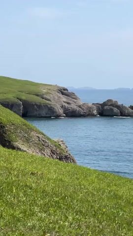 The video shows a landscape featuring a green grassy hill overlooking the ocean. The sky is clear and blue. In the middle of the video, a person wearing a dark outfit is seen sitting down on the grassy slope, seemingly taking photos or observing something in the grass with a mobile phone. The camera slowly pans out, revealing more of the hill and the rocky coastline in the background.
