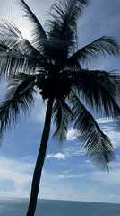 Ocean views and palm light from a Koh Samui hillside