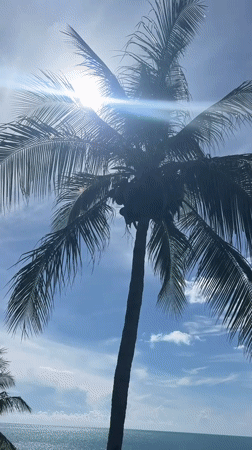 Ocean views and palm light from a Koh Samui hillside