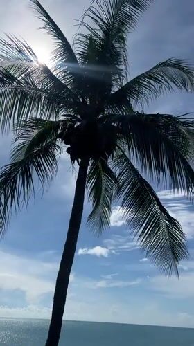 Ocean views and palm light from a Koh Samui hillside