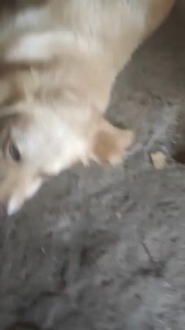 A close-up video shows the head of a golden-colored dog lying on a dirt surface. The dog's left eye is clearly visible, with brown irises and dark pupils. Its snout and part of its mouth are also in view. The background is out of focus, showing the rough texture of the ground. The video is grainy and appears to have been filmed with a low-resolution camera.