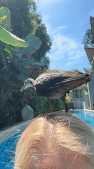 Waterhen birds spotted around swimming pools in Kuta Selatan