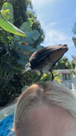 Waterhen birds spotted around swimming pools in Kuta Selatan
