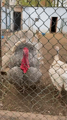 Morning visit to animal enclosures documented in Chaikovsky, Russia