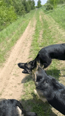 Dogs enjoy morning walk in Russian countryside near power lines