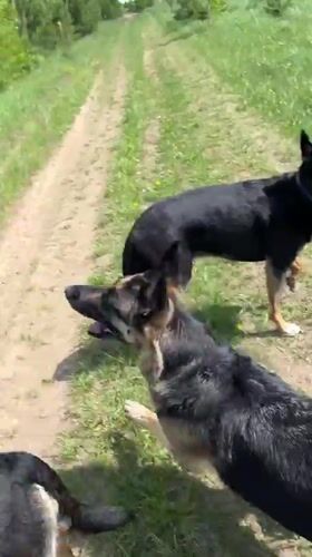 Dogs enjoy morning walk in Russian countryside near power lines