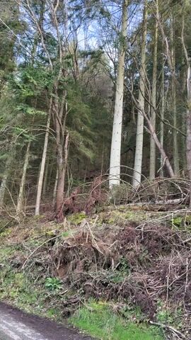 The video captures a static shot of a dense, somewhat wild-looking forest or wooded area, likely on a hillside or embankment. In the foreground, the ground is covered with a thick layer of brown, tangled branches, twigs, and dead foliage, with patches of green moss and some emerging green grass at the very bottom edge of the frame, suggesting the proximity of a path or road not fully visible.

Several tall, slender trees dominate the midground and background. Some of these trees have light-colored, almost white or pale gray trunks, particularly two prominent ones in the center, which stand out against the darker green and brown hues of the forest. Other trees have more typical brownish or greenish bark. Many trees are still standing, reaching upwards, some with visible green needles or sparse branches.

However, there's also a significant amount of fallen timber and broken branches scattered throughout the scene, especially in the midground. Several thick tree trunks are lying horizontally on the ground, some appearing to be recently cut or fallen, indicated by their clean breaks. These fallen logs and the extensive ground debris give the impression of a recently cleared area, a storm's aftermath, or a natural process of decay and renewal.

Green moss is visible on the bases of some standing trees and clinging to some of the fallen logs. The lighting suggests it's daytime, possibly with a slightly overcast sky or filtered sunlight, creating a somewhat subdued but natural illumination. The overall scene is one of a forest with both standing and fallen trees, indicating a dynamic environment.