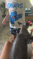 Sphynx cat moment with two perspectives, Netanya