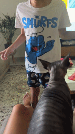 Sphynx cat moment with two perspectives, Netanya