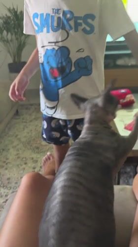Sphynx cat moment with two perspectives, Netanya