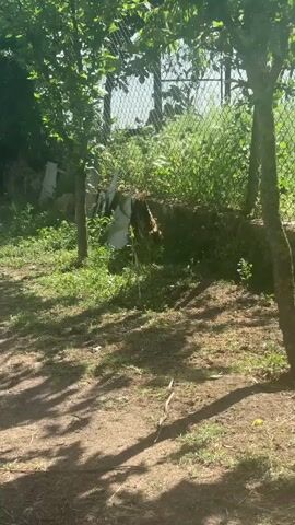 The video shows a brown chicken walking in a garden. The garden is shaded by trees, and there is a chain-link fence in the background covered in green vegetation. There is also some white material next to the fence, possibly trash bags. The ground is a mix of dirt and grass. The chicken walks from behind a tree and along the dirt path.