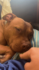 Pit bull rests peacefully on pillow in Bulgarian town