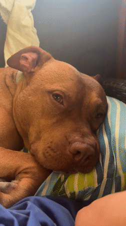 Pit bull rests peacefully on pillow in Bulgarian town