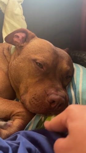 Pit bull rests peacefully on pillow in Bulgarian town
