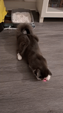 Two cats go all-in on a laser pointer at home
