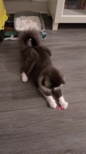 Two cats go all-in on a laser pointer at home