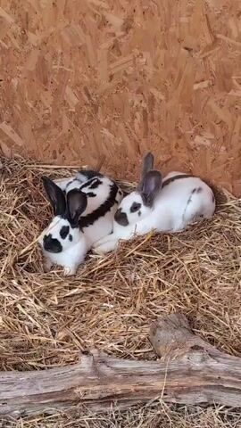 The video shows two rabbits nestled in hay. The rabbit on the left is predominantly white with black markings on its face and ears, and a black and white striped pattern on its back. The rabbit on the right is white with brown markings on its ears and back. They are lying down close together in a structure with a wood-paneled wall. The overall impression is one of comfort and warmth.