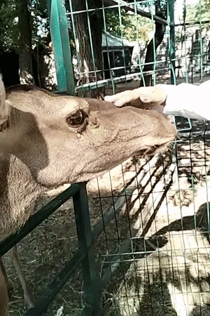 Afternoon at Odesa Zoo, animals up close