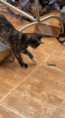 Tortoiseshell cats documented across Mũi Né locations early morning