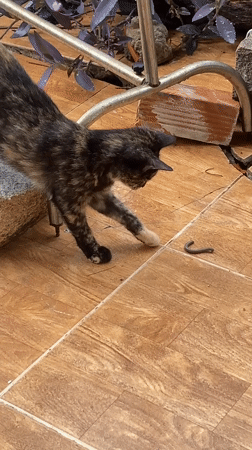 Tortoiseshell cats documented across Mũi Né locations early morning