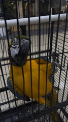 Zoo visitor documents caged animals, primarily blue-yellow macaw behaviors