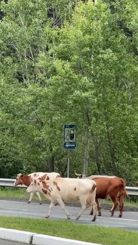 A group of cows is seen crossing a road in Усмангали, Russia. The cows vary in color, including white and brown, light brown, and dark brown. One cow with black and white markings is visible further back. A white van-like vehicle drives past the cows from right to left. In the background, lush green trees line the roadside. A blue road sign depicting a gas pump icon is visible among the trees, suggesting a gas station is nearby. The scene appears to be taking place during the daytime.