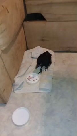A black bird with ruffled feathers is perched on a white towel on the floor. In front of the bird is a small white dish with some pinkish pieces of food. Another white dish lid is on the floor near the towel. The scene is indoors, with what appears to be furniture and a wooden table visible in the background.
