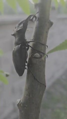 The video shows a close-up, side-view of a large, dark-colored beetle with prominent mandibles clinging to a tree trunk. The beetle appears to be moving slowly, its legs gripping the bark. Green leaves are visible in the foreground and background, suggesting an outdoor setting. The lighting is somewhat diffused, with a bright spot on the upper right of the frame. The background is blurred and appears to be a wall or fence.