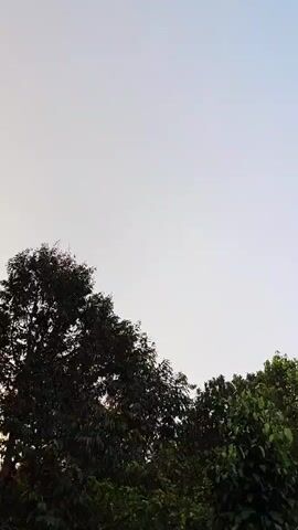 The video shows the tops of several lush green trees against a pale, hazy sky. The trees are dark green and appear full of leaves. The sky is a gradient of light gray at the top to a very pale blue or white at the bottom. There is a small, dark object, possibly a bird or an insect, visible in the sky in the upper right quadrant of the video. The lighting suggests it is either early morning or late afternoon.