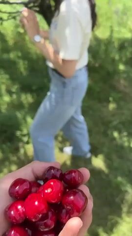 A young woman with glasses and curly hair walks in a grassy field toward a cherry tree laden with ripe cherries. The tree is green with leaves and filled with clusters of red cherries, visible against the blue sky. The field also contains a few red poppies. The man talking in the video is not visible.